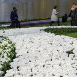 Crocus 'Jeanne D'Arc' -UK Garden Plants Shop crocus jeanne darc 14