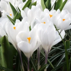 Crocus 'Jeanne D'Arc' -UK Garden Plants Shop crocus jeanne darc 1 137877d6 413d 4809 b9f8 ab5688923f5d