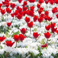 Crocus 'Jeanne D'Arc' -UK Garden Plants Shop crocus jeanne darc 3