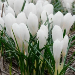 Crocus 'Jeanne D'Arc' -UK Garden Plants Shop crocus jeanne darc 4