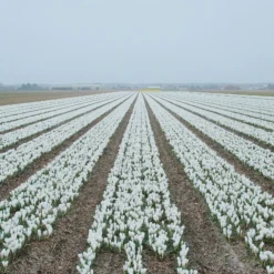 Crocus 'Jeanne D'Arc' -UK Garden Plants Shop crocus jeanne darc 5