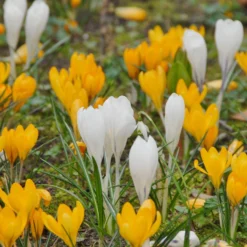 Crocus 'Jeanne D'Arc' -UK Garden Plants Shop crocus jeanne darc 6