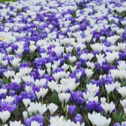 Crocus 'Jeanne D'Arc' -UK Garden Plants Shop crocus jeanne darc 7