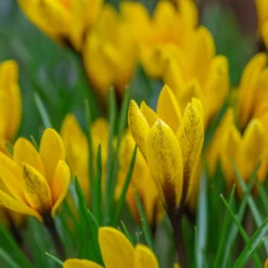 Crocus Korolkowii -UK Garden Plants Shop crocus korolkowii 2 scaled