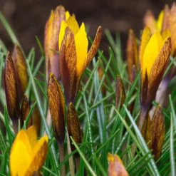 Crocus Korolkowii -UK Garden Plants Shop crocus korolkowii 4