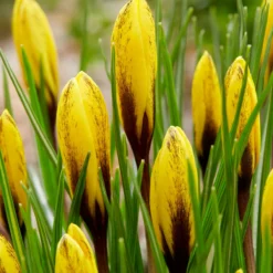 Crocus Korolkowii -UK Garden Plants Shop crocus korolkowii 5