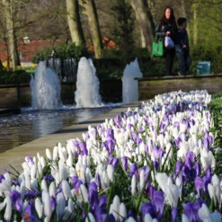 Crocus Collection 'Match Of The Day' -UK Garden Plants Shop crocus match of day 1