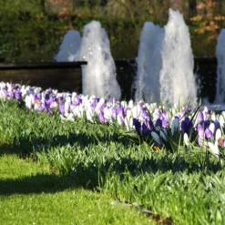 Crocus Collection 'Match Of The Day' -UK Garden Plants Shop crocus match of day 2