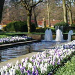 Crocus Collection 'Match Of The Day' -UK Garden Plants Shop crocus match of day 3