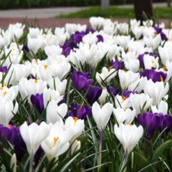UK Garden Plants Shop -UK Garden Plants Shop crocus match of day 5