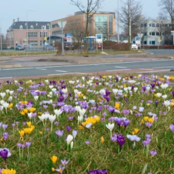 Crocus 'Mixed Colours' -UK Garden Plants Shop crocus mixed 2