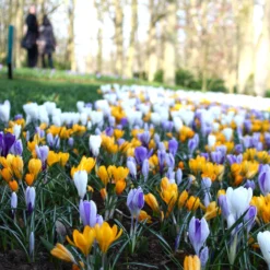 Crocus 'Mixed Colours' -UK Garden Plants Shop crocus mixed 3 02ab09ca 596a 421d 88bc a524bc9e66aa