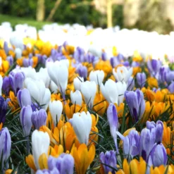 Crocus 'Mixed Colours' -UK Garden Plants Shop crocus mixed 4 f1e04e7d 8de5 4444 80fc 3a934873351b