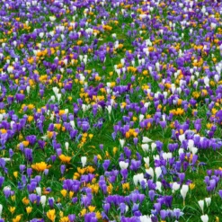 Crocus 'Mixed Colours' -UK Garden Plants Shop crocus mixed 5
