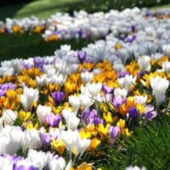 Crocus 'Mixed Colours' -UK Garden Plants Shop crocus mixed 6