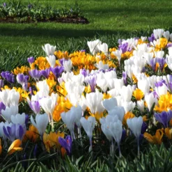 Crocus 'Mixed Colours' -UK Garden Plants Shop crocus mixed 7