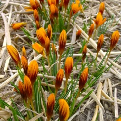 Crocus 'Orange Monarch' -UK Garden Plants Shop crocus orange monarch 1