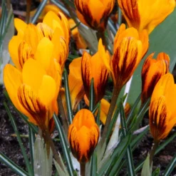 Crocus 'Orange Monarch' -UK Garden Plants Shop crocus orange monarch 3
