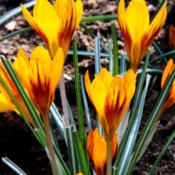 Crocus 'Orange Monarch' -UK Garden Plants Shop crocus orange monarch 4