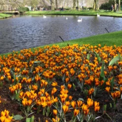Crocus 'Orange Monarch' -UK Garden Plants Shop crocus orange monarch 5
