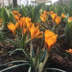 Crocus 'Orange Monarch' -UK Garden Plants Shop crocus orange monarch 6