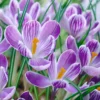 Crocus 'Pickwick' -UK Garden Plants Shop crocus pickwick 0 52772ddb f1c0 4c9e 8d48 a66e12272307