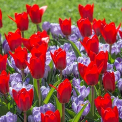 Crocus 'Pickwick' -UK Garden Plants Shop crocus pickwick 2