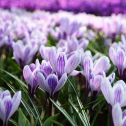 Crocus 'Pickwick' -UK Garden Plants Shop crocus pickwick 7