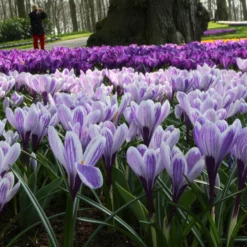 Crocus 'Pickwick' -UK Garden Plants Shop crocus pickwick 8