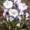Crocus 'Prins Claus' -UK Garden Plants Shop crocus prins claus 0