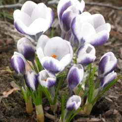 Crocus 'Prins Claus'