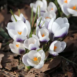 Crocus 'Prins Claus' -UK Garden Plants Shop crocus prins claus 1 scaled