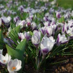 Crocus 'Prins Claus' -UK Garden Plants Shop crocus prins claus 2 scaled