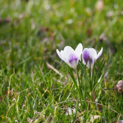 Crocus 'Prins Claus' -UK Garden Plants Shop crocus prins claus 3 scaled