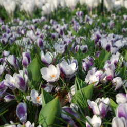 Crocus 'Prins Claus' -UK Garden Plants Shop crocus prins claus 4 scaled
