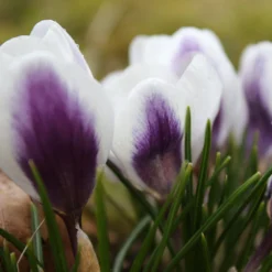 Crocus 'Prins Claus' -UK Garden Plants Shop crocus prins claus 5 scaled