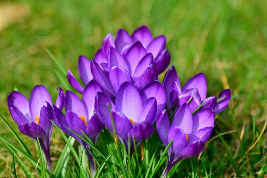 UK Garden Plants Shop -UK Garden Plants Shop crocus purple flower