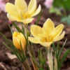 Crocus 'Romance' -UK Garden Plants Shop crocus romance 0