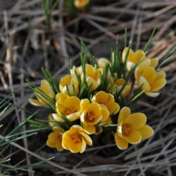 Crocus 'Romance' 12 Crocus 'Romance' -UK Garden Plants Shop crocus romance 1 341efd5a 401b 4d9e bed1 3b78acbc9c4c scaled