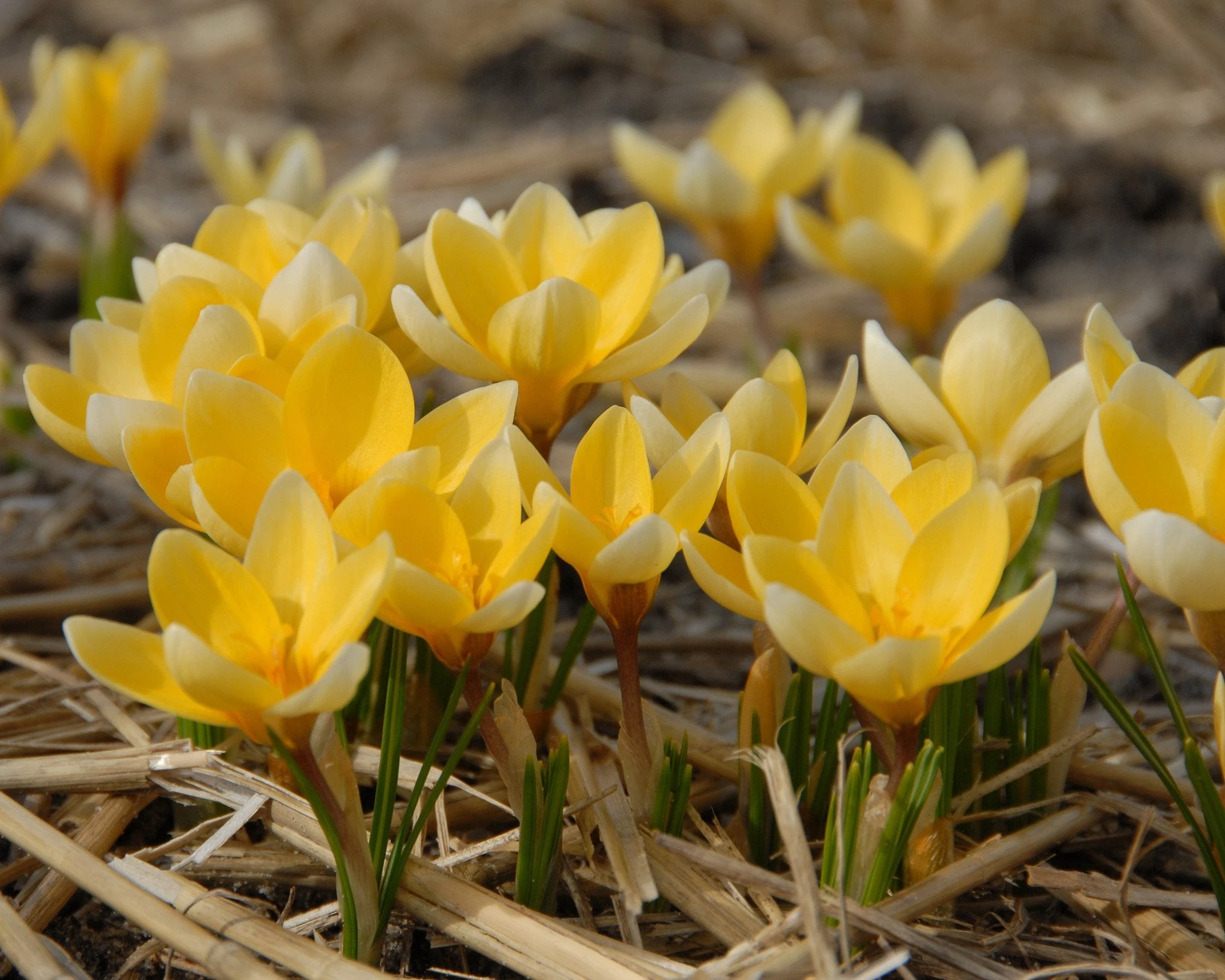 Crocus 'Romance' 4 Crocus 'Romance' - Image 2