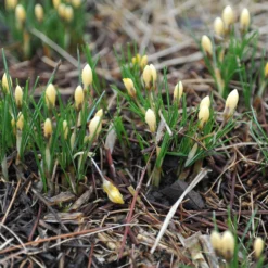 Crocus 'Romance' 15 Crocus 'Romance' -UK Garden Plants Shop crocus romance 2 c01c95cb 6d87 4ff8 b797 7dd0f47ec478 scaled