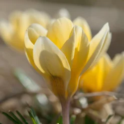 Crocus 'Romance' 14 Crocus 'Romance' -UK Garden Plants Shop crocus romance 3