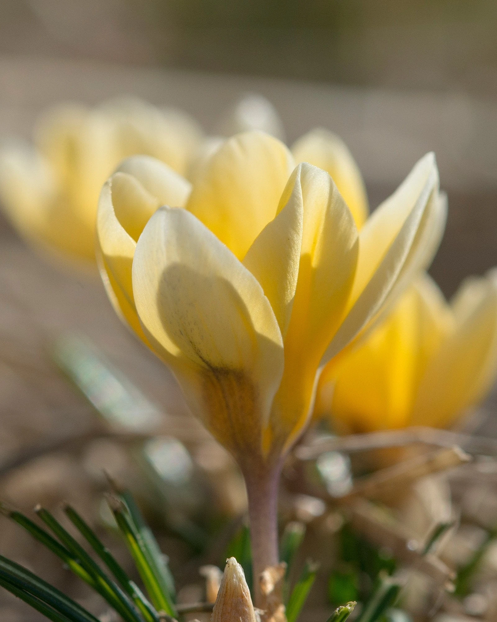 Crocus 'Romance' 8 Crocus 'Romance' - Image 6