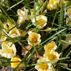 Crocus 'Romance' 13 Crocus 'Romance' -UK Garden Plants Shop crocus romance 3 fea0879a f7cc 46ca b86e d70f805683fe scaled