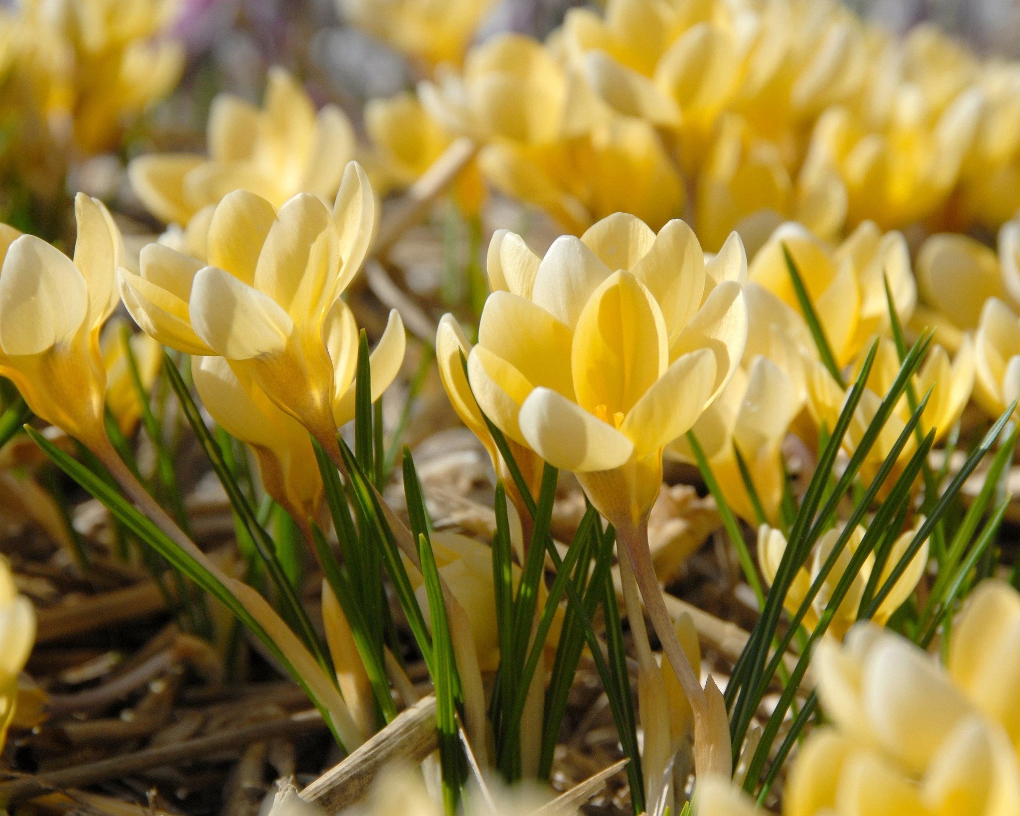 Crocus 'Romance' 5 Crocus 'Romance' - Image 3