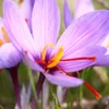 Crocus Sativus 2 Crocus Sativus -UK Garden Plants Shop crocus sativus 0 scaled