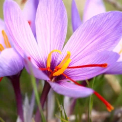 Crocus Sativus