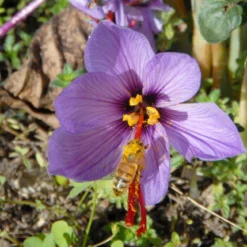 Crocus Sativus -UK Garden Plants Shop crocus sativus 3