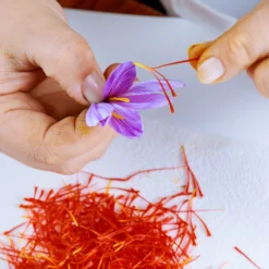 Crocus Sativus -UK Garden Plants Shop crocus sativus bulbs 0