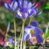 Crocus Speciosus -UK Garden Plants Shop crocus speciosus